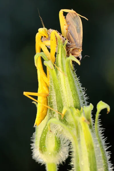 Una Mantis Religiosa Amarilla Está Comiendo Una Polilla Una Flor — Foto de Stock