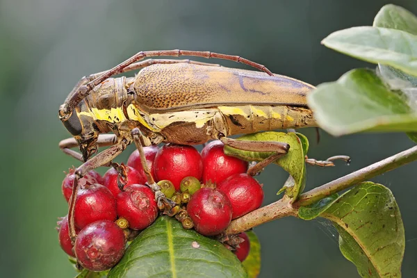 Longicorne Cherche Nourriture Dans Les Fruits Sauvages Cet Insecte Porte — Photo