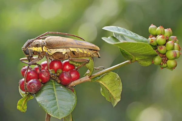 Besouro Chifres Longos Está Procura Comida Frutas Silvestres Este Inseto — Fotografia de Stock