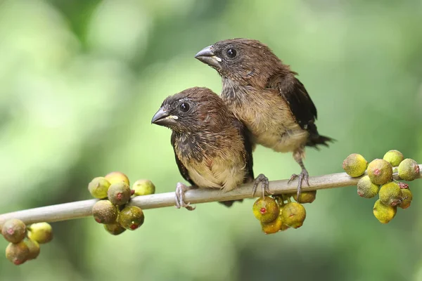 Dua Munia Jawa Muda Bertengger Atas Buah Liar Burung Kecil — Stok Foto