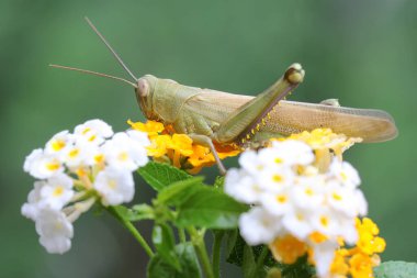 Küçük yeşil bir çekirge genç bir izin yiyor..