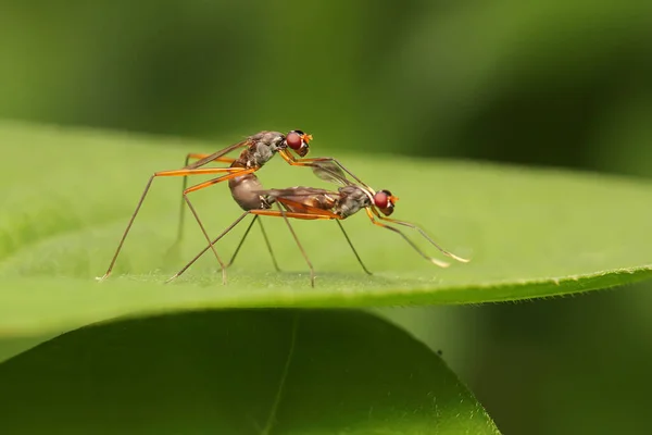 Pair Long Legged Skinny Fly Mating Taro Leaf — Stock Photo, Image