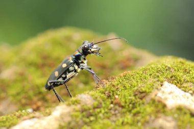 Bir kaplan böceği yosun kaplı bir yerde avını arıyor. Bu böceğin bilimsel adı Cicindela aurulenta. 