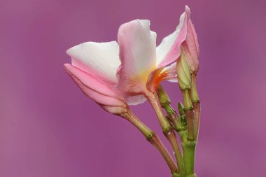 Frangipani çiçeklerinin güzelliği serinletici çiy damlalarıyla çiçek açıyor. Bu çiçeğin bilimsel adı Plumeria sp. 