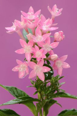 Pembe arka planda çiçek açan yıldız kümesi çiçeklerinin güzelliği. Bu çiçeğin bilimsel adı Pentas Lanceolata. 