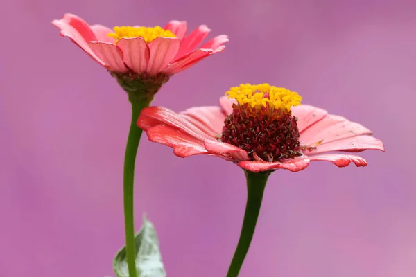 Beauty Paper Flower Zinnia Elegans Blooms Perfectly Selectively Focus Pink — Stock Photo, Image