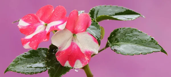 Piękno Kwiatów Nasion Balsamu Ogrodowego Które Idealnym Rozkwicie Roślina Kwitnąca — Zdjęcie stockowe