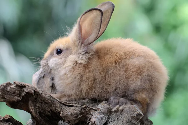 Conejo Descansa Sobre Tronco Árbol Seco Este Roedor Tiene Nombre —  Fotos de Stock