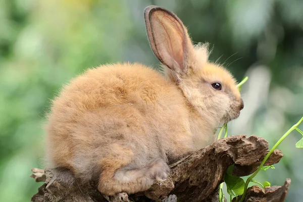 Coniglio Riposa Tronco Albero Secco Questo Roditore Nome Scientifico Lepus — Foto Stock