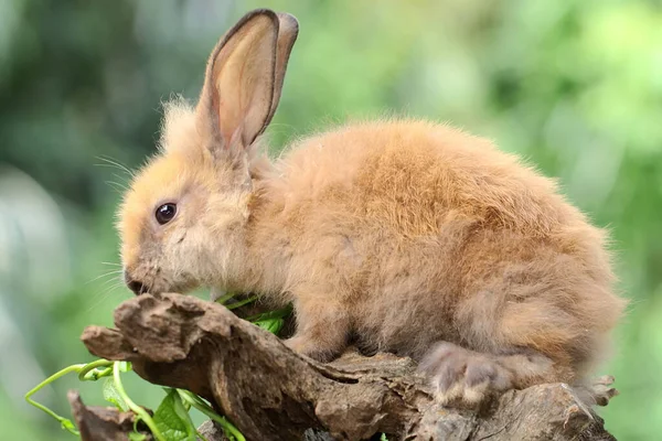 Conejo Descansa Sobre Tronco Árbol Seco Este Roedor Tiene Nombre —  Fotos de Stock