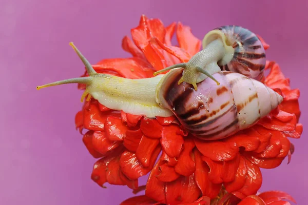 Két Kis Csiga Dzinniai Virágokat Gyűjt Ennek Puhatestűnek Tudományos Neve — Stock Fotó