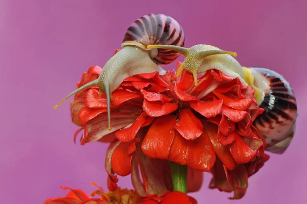 달팽이 마리가 지니아 꽃에서 먹이를 있습니다 연체동물의 학명은 라리아 바삭바삭 — 스톡 사진
