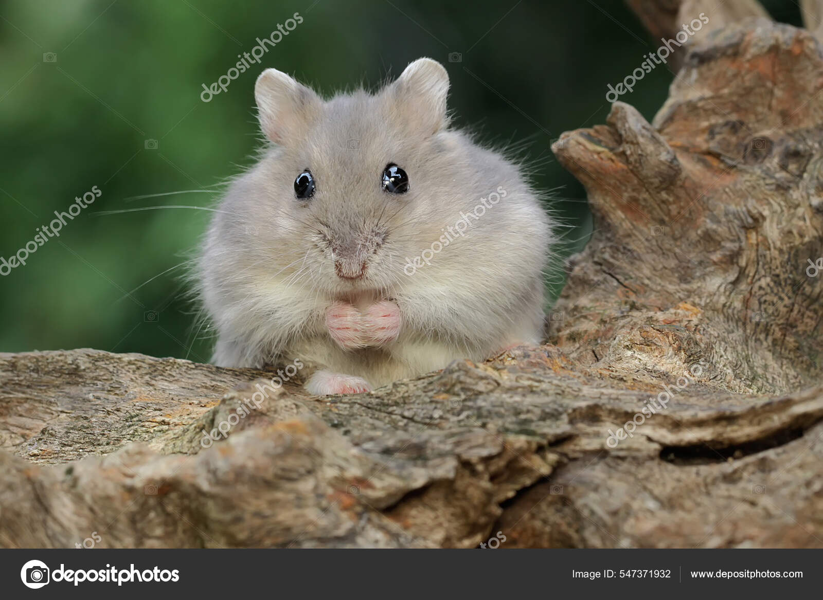 Campbelli Dwarf Hamster Information