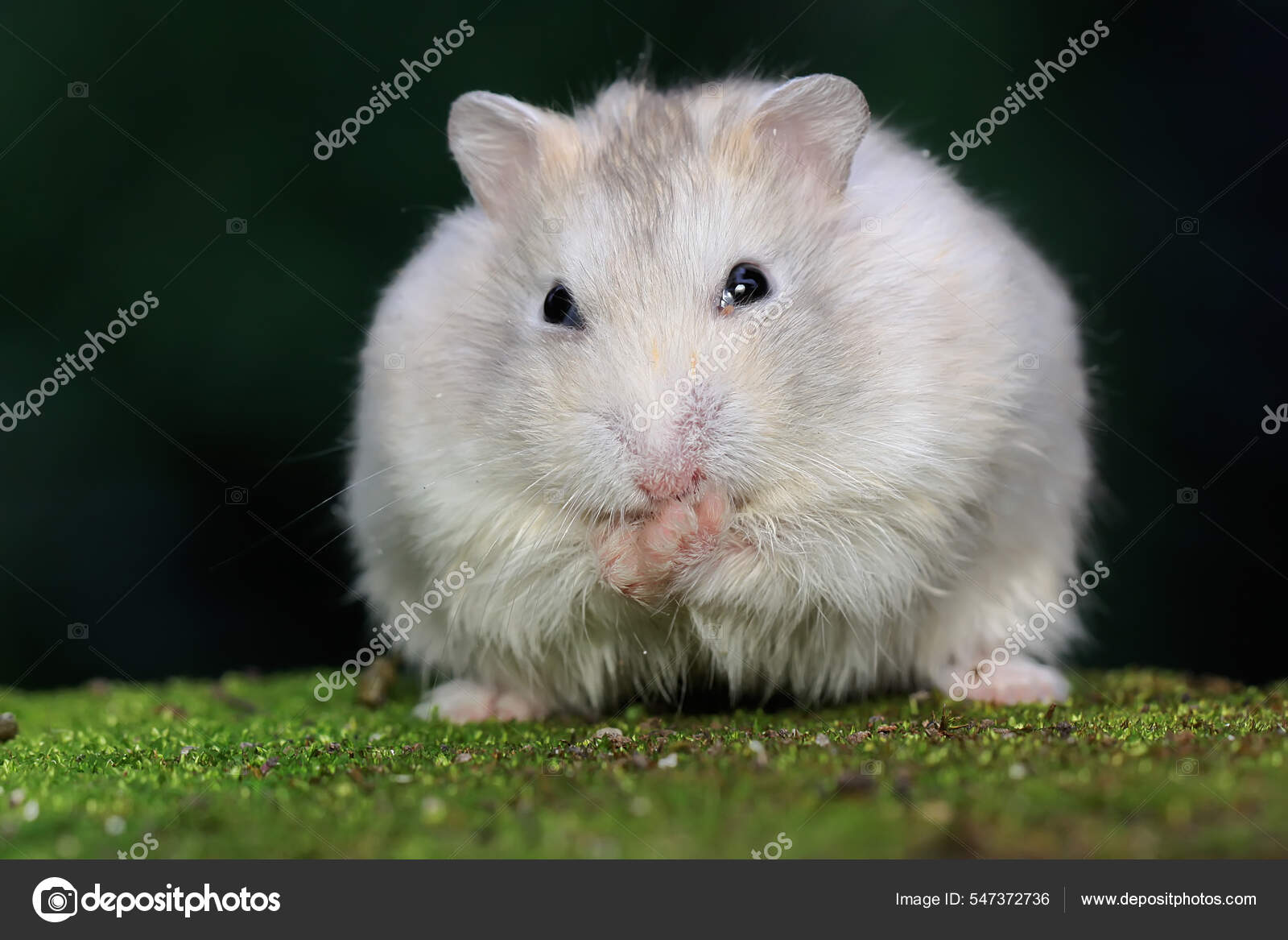 Campbell Dwarf Hamster Eating Peanuts Moss Covered Ground Rodent Has Stock  Photo by ©iwayansumatika 547372736