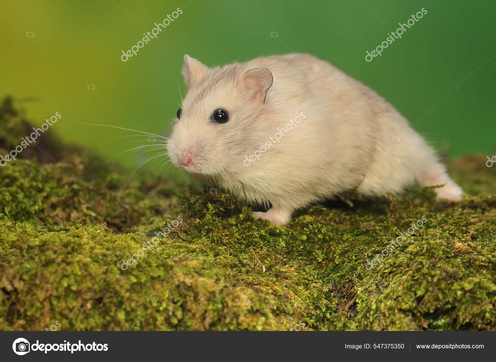 Campbell Dwarf Hamster Eating Peanuts Moss Covered Ground Rodent Has Stock  Photo by ©iwayansumatika 547375350