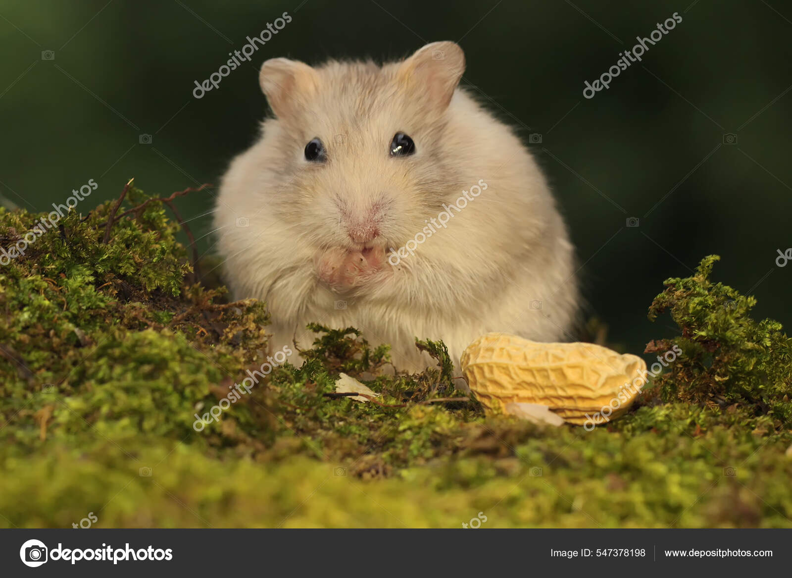 Campbell Dwarf Hamster Eating Peanuts Moss Covered Ground Rodent Has Stock  Photo by ©iwayansumatika 547378198