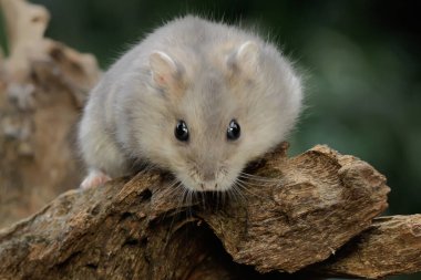Bir Campbell cüce hamster kuru bir ağaç gövdesinde yiyecek arıyor. Bu kemirgenin bilimsel adı Phodopus kampbelli.. 