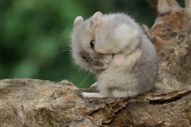 Bir Campbell cüce hamster kuru bir ağaç gövdesinde yiyecek arıyor. Bu kemirgenin bilimsel adı Phodopus kampbelli.. 