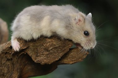 Bir Campbell cüce hamster kuru bir ağaç gövdesinde yiyecek arıyor. Bu kemirgenin bilimsel adı Phodopus kampbelli.. 