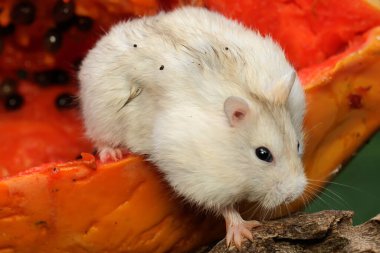 Bir Campbell cüce hamster olgun bir papaya yiyor. Bu kemirgenin bilimsel adı Phodopus kampbelli..