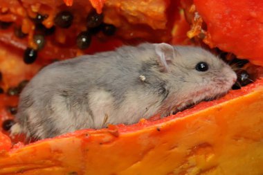 Bir Campbell cüce hamster olgun bir papaya yiyor. Bu kemirgenin bilimsel adı Phodopus kampbelli..