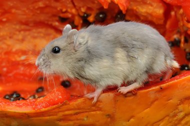 Bir Campbell cüce hamster olgun bir papaya yiyor. Bu kemirgenin bilimsel adı Phodopus kampbelli..