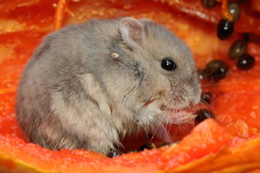 Bir Campbell cüce hamster olgun bir papaya yiyor. Bu kemirgenin bilimsel adı Phodopus kampbelli..