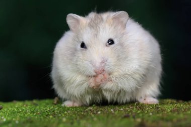 Campbell cüce hamsterı yosun kaplı bir zeminde fıstık yiyor. Bu kemirgenin bilimsel adı Phodopus kampbelli.. 