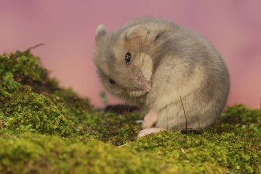 Campbell cüce hamsterı yosun kaplı bir zeminde fıstık yiyor. Bu kemirgenin bilimsel adı Phodopus kampbelli.. 