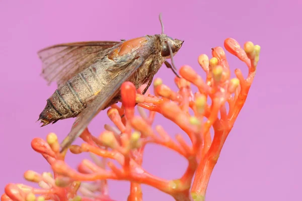 Een Havik Zoek Naar Nectar Wilde Bloemen Dit Insect Heeft — Stockfoto