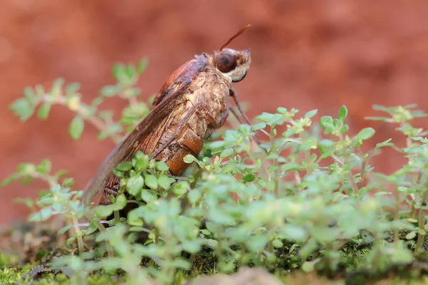 Falcão Está Procura Néctar Flores Silvestres Este Inseto Tem Nome — Fotografia de Stock