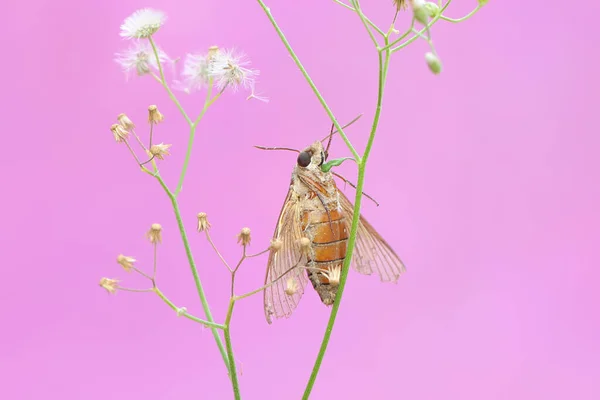 Halcón Está Buscando Néctar Flores Silvestres Este Insecto Tiene Nombre —  Fotos de Stock