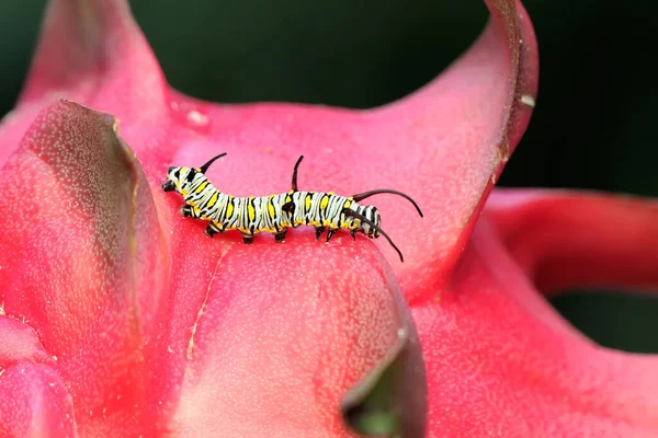 Bir tırtıl ejderha meyvesi arıyor. Bu hayvanlar meyve ve taze yaprak yemeyi severler.. 