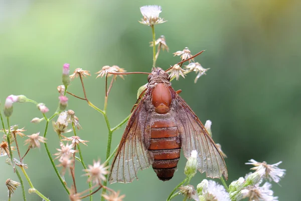 Falcão Está Procura Néctar Flores Silvestres Este Inseto Tem Nome — Fotografia de Stock