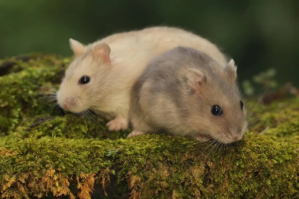 Campbell Cüce Hamsterı Yosun Kaplı Bir Zeminde Fıstık Yiyorlar Kemirgenin — Stok fotoğraf