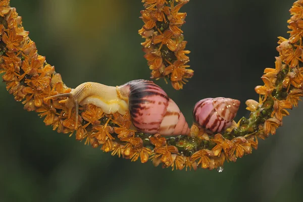 Deux Petits Escargots Nourrissent Dans Groupe Fleurs Palmier Mollusque Porte — Photo