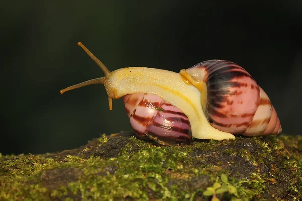 2匹の小さなカタツムリが茂みで採餌しています この軟体動物の学名はLimicaria — ストック写真