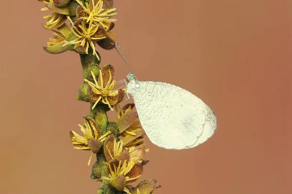 Психічний Метелик Смокче Нектар Польової Квітки Комаха Має Наукову Назву — стокове фото
