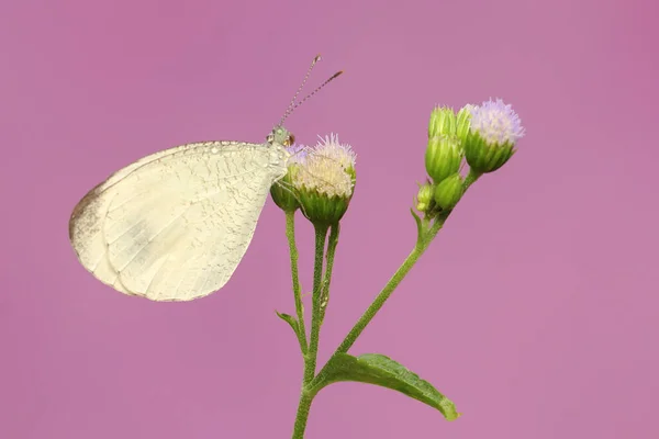心形蝴蝶吸吮野花的花蜜 这种昆虫的学名是Leptosia Nina — 图库照片