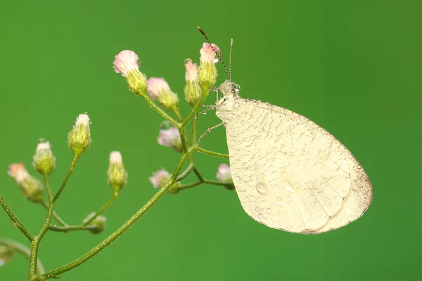 心形蝴蝶吸吮野花的花蜜 这种昆虫的学名是Leptosia Nina — 图库照片