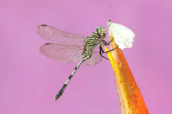 Grön Kärrhök Äter Ung Fjäril Vildblomma Denna Insekt Har Det — Stockfoto