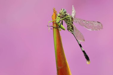 Yeşil bir bataklık şahini kır çiçeğinin içinde genç peygamber devesini yiyor. Bu böceğin bilimsel adı Orthetrum Sabina..