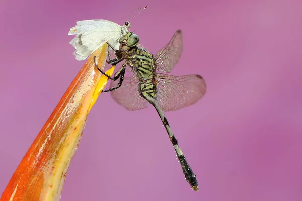 Grön Kärrhök Äter Ung Fjäril Vildblomma Denna Insekt Har Det — Stockfoto