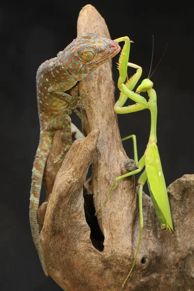Joven Tokay Gecko Aprovecha Una Mantis Religiosa Madera Seca Este — Foto de Stock