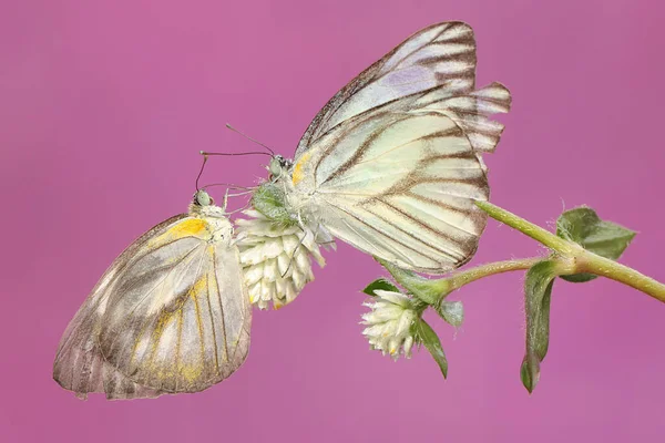 蝴蝶在吸吮野花的花蜜 这只蝴蝶的学名是Appias Libythea — 图库照片
