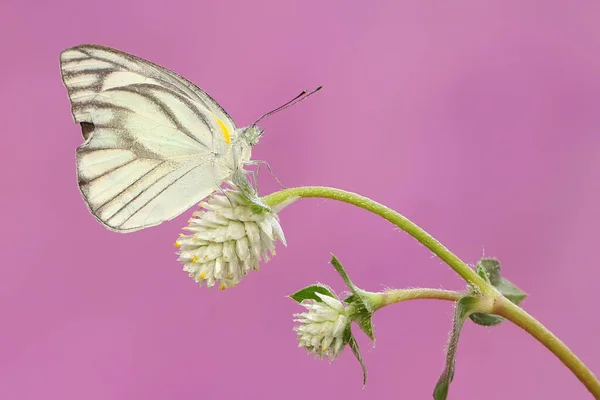 Papillon Suce Nectar Une Fleur Sauvage Papillon Nom Scientifique Appias — Photo