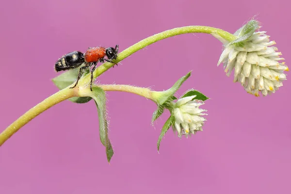 Uma Formiga Veludo Está Forrageando Galho Flor Silvestre Este Inseto — Fotografia de Stock