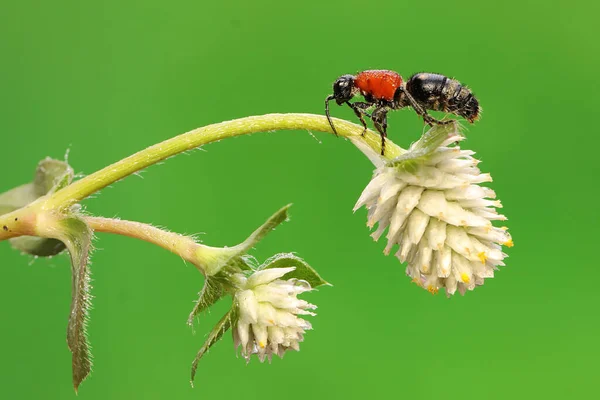 Una Hormiga Terciopelo Alimenta Una Rama Flores Silvestres Este Insecto —  Fotos de Stock