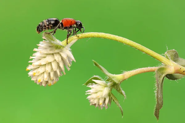 Uma Formiga Veludo Está Forrageando Galho Flor Silvestre Este Inseto — Fotografia de Stock