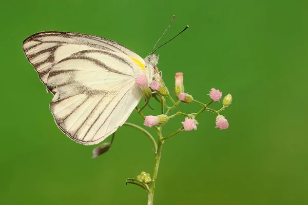 蝴蝶在吸吮野花的花蜜 这只蝴蝶的学名是Appias Libythea — 图库照片